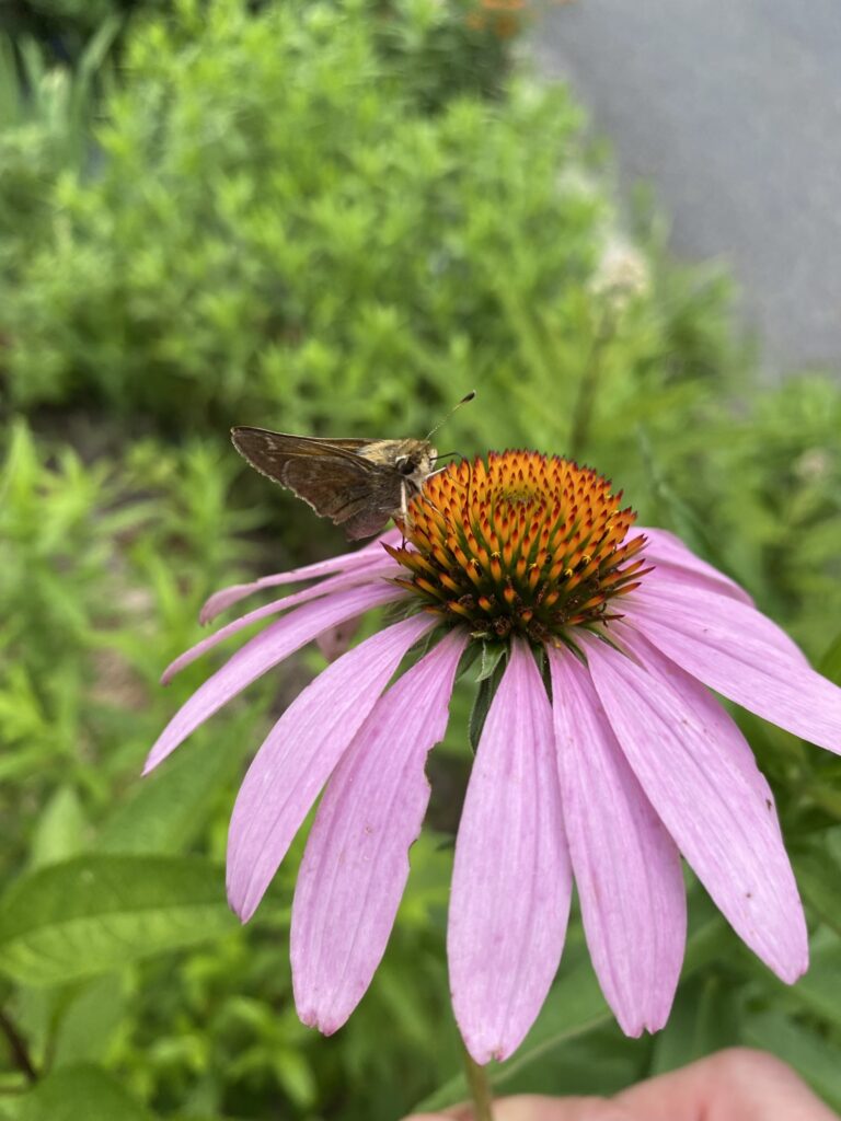 Bug landing on a pink flower.